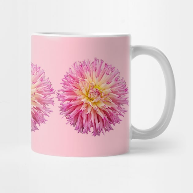 Three Pink Dahlias Floral Photo by ellenhenryart